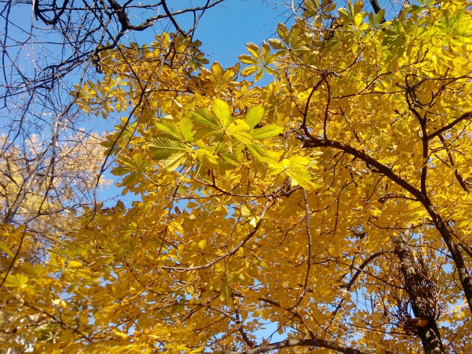 Leaves, Luzhniki Stadium, Golden Autumn, yellow, autumn preview