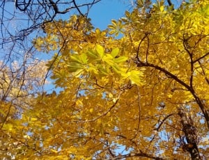 Leaves, Luzhniki Stadium, Golden Autumn, yellow, autumn thumbnail