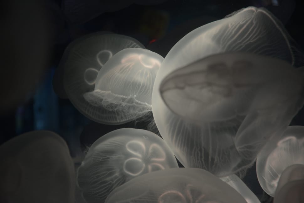 gray jelly fishes preview