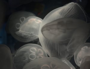gray jelly fishes thumbnail