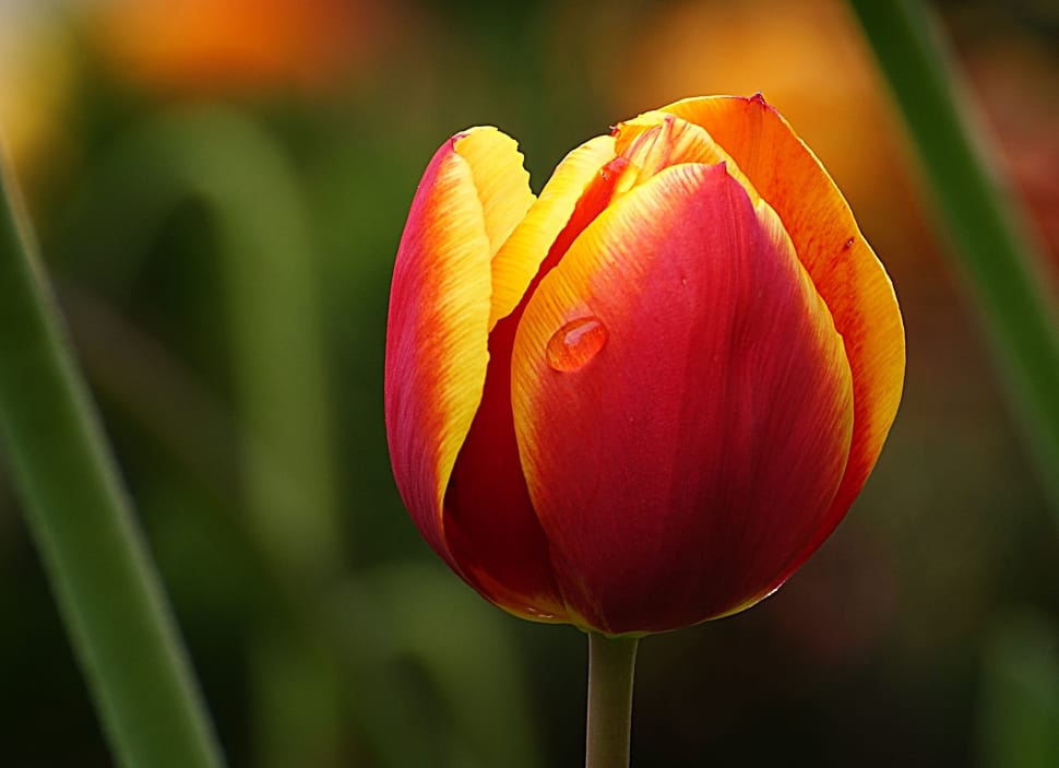 Tulips preview