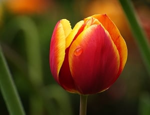 Tulips thumbnail