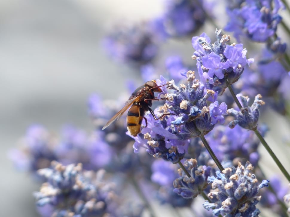 hover fly on purple flower preview