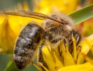 Macro Photography, Honey, Bee, Macro, insect, animal themes thumbnail