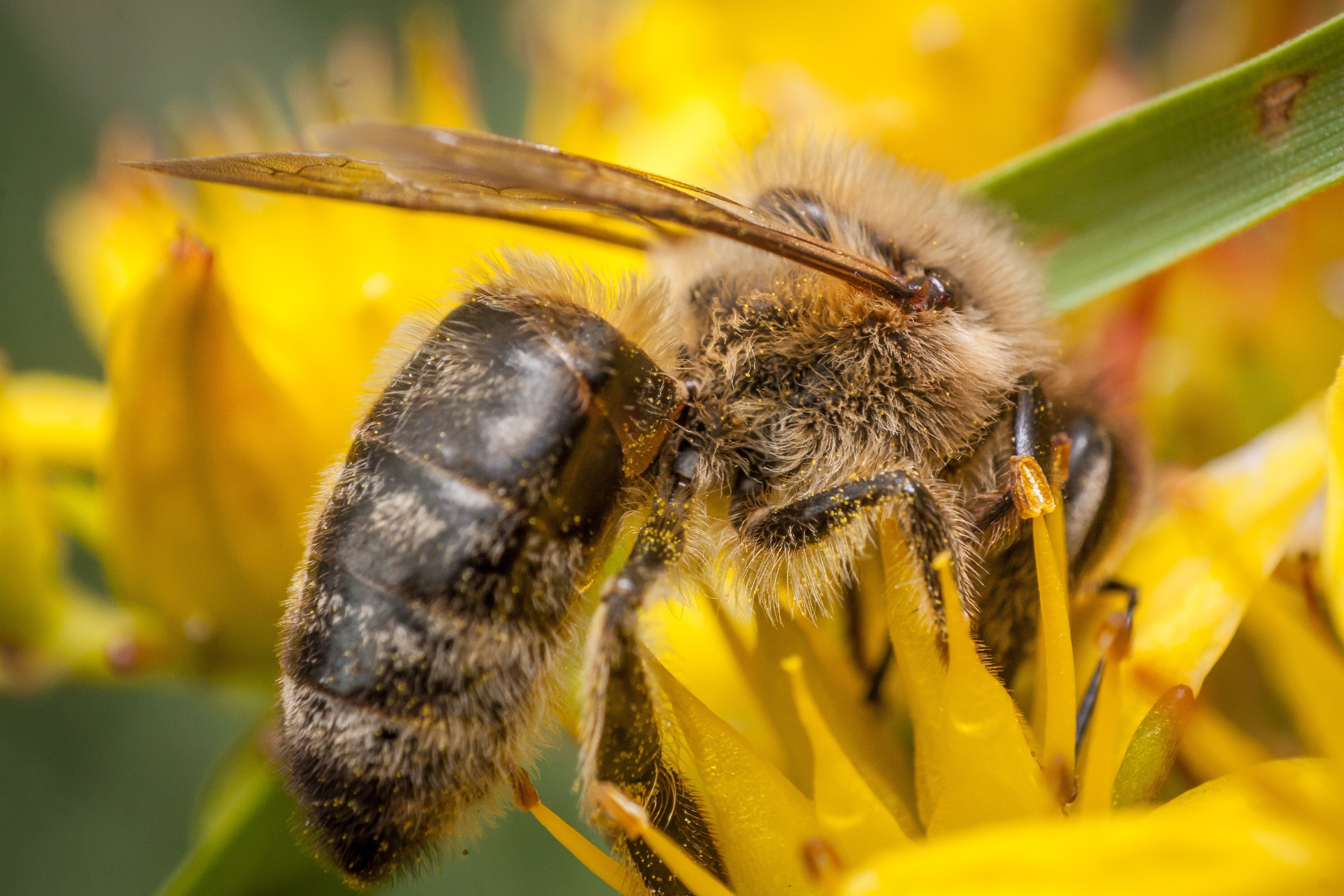 Macro Photography, Honey, Bee, Macro, insect, animal themes