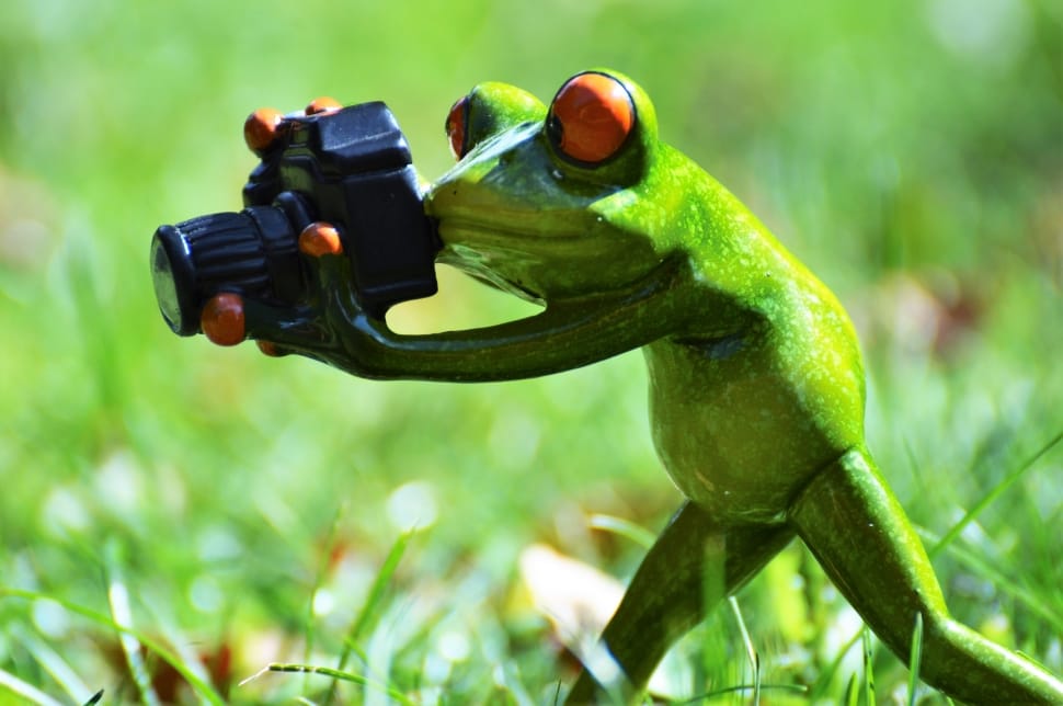 Funny, Frog, Photographer, Animal, Green, green color, animal wildlife preview