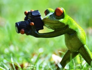 Funny, Frog, Photographer, Animal, Green, green color, animal wildlife thumbnail