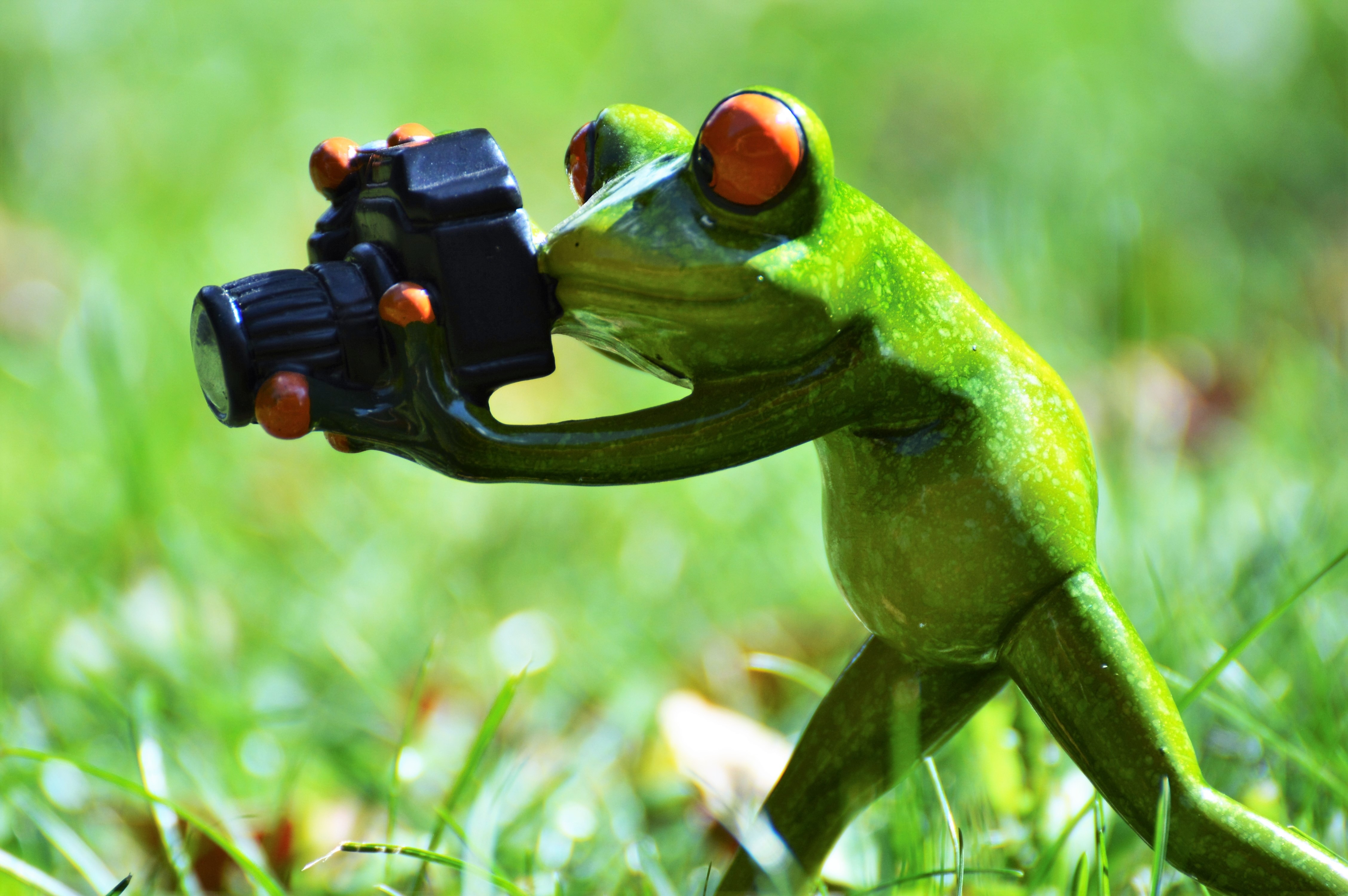 Funny, Frog, Photographer, Animal, Green, green color, animal wildlife