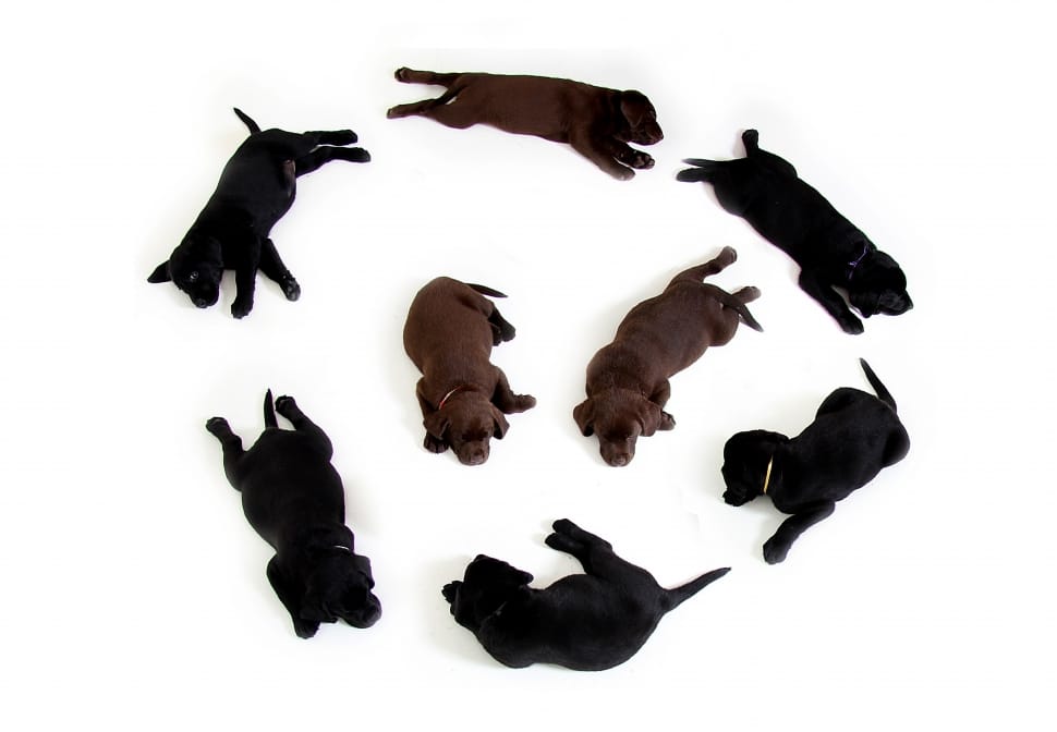 group of black and brown short coated dog preview