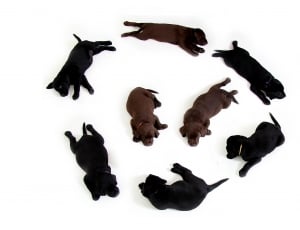 group of black and brown short coated dog thumbnail