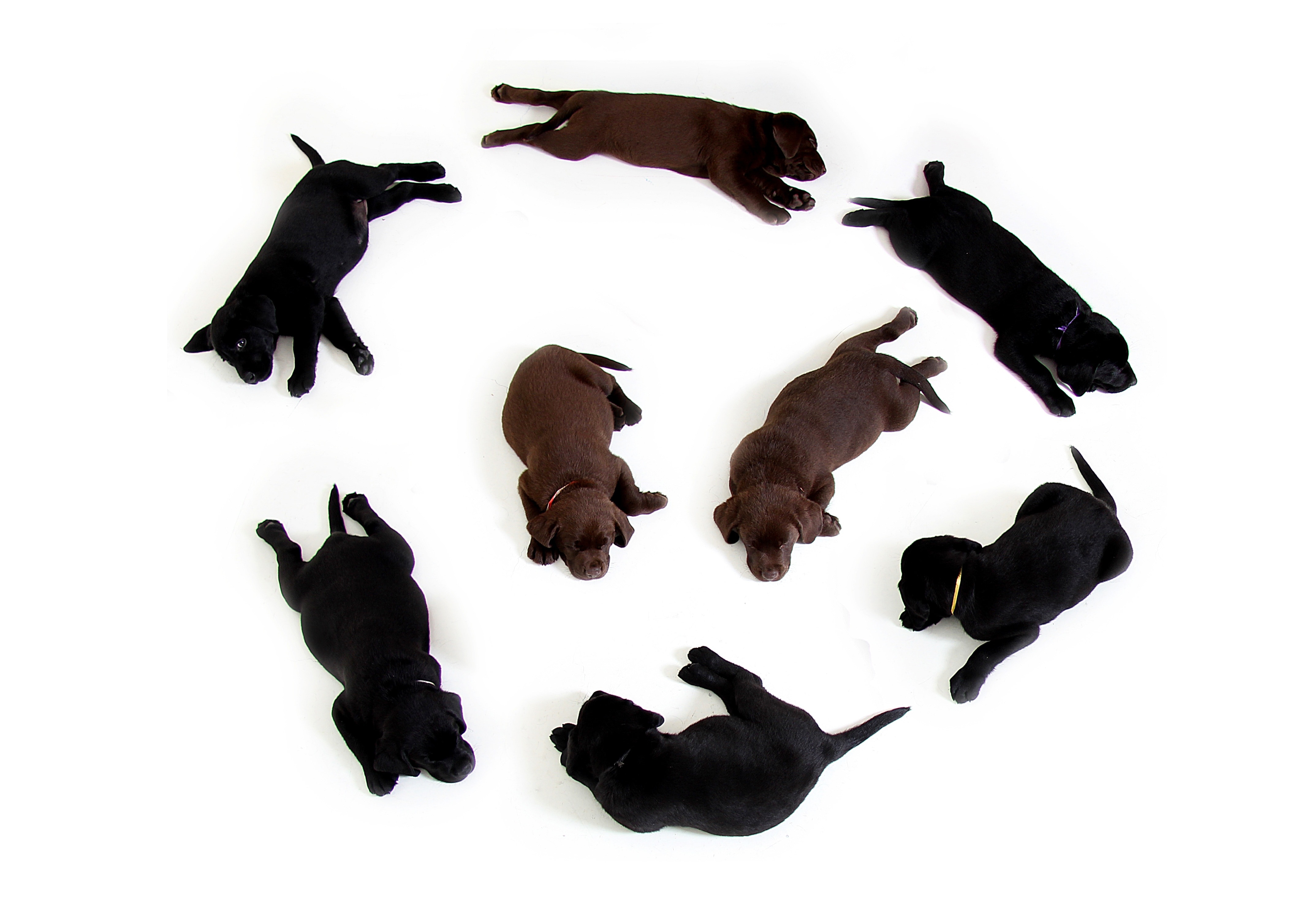 group of black and brown short coated dog