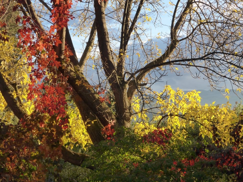 brown trees surrounded with yellow and red leaves preview