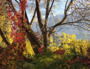 brown trees surrounded with yellow and red leaves thumbnail