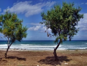 two green leafed tree in shore thumbnail