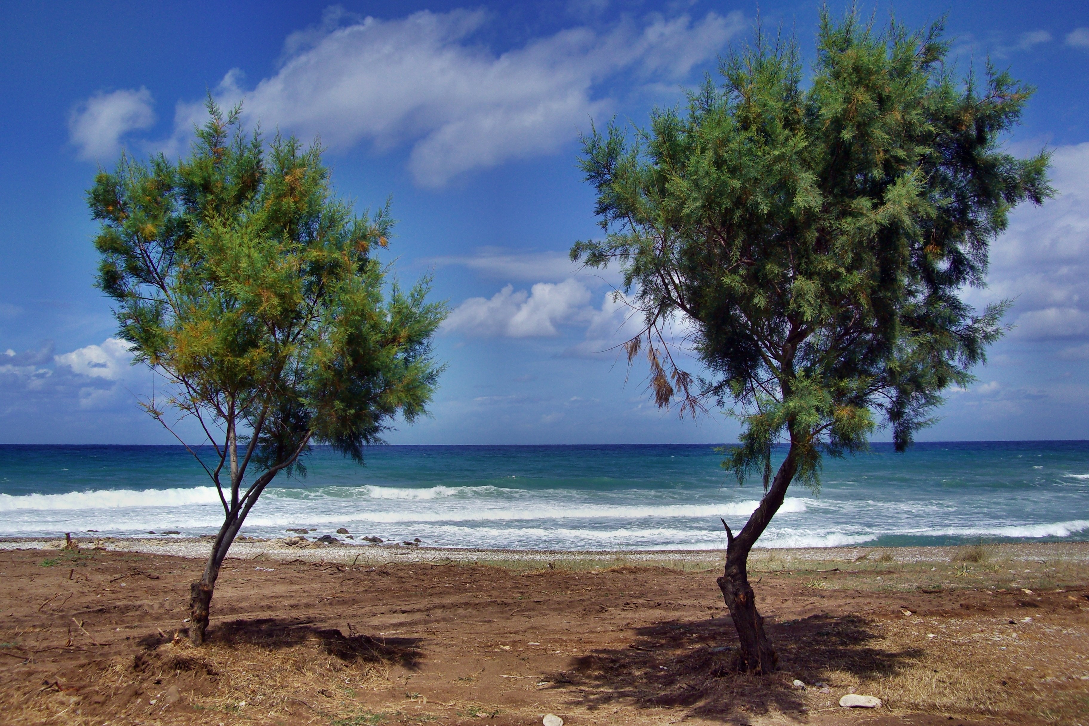 two green leafed tree in shore