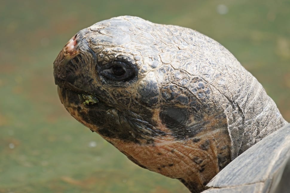 gray tortoise head in macro shot preview