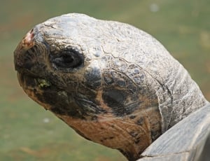 gray tortoise head in macro shot thumbnail