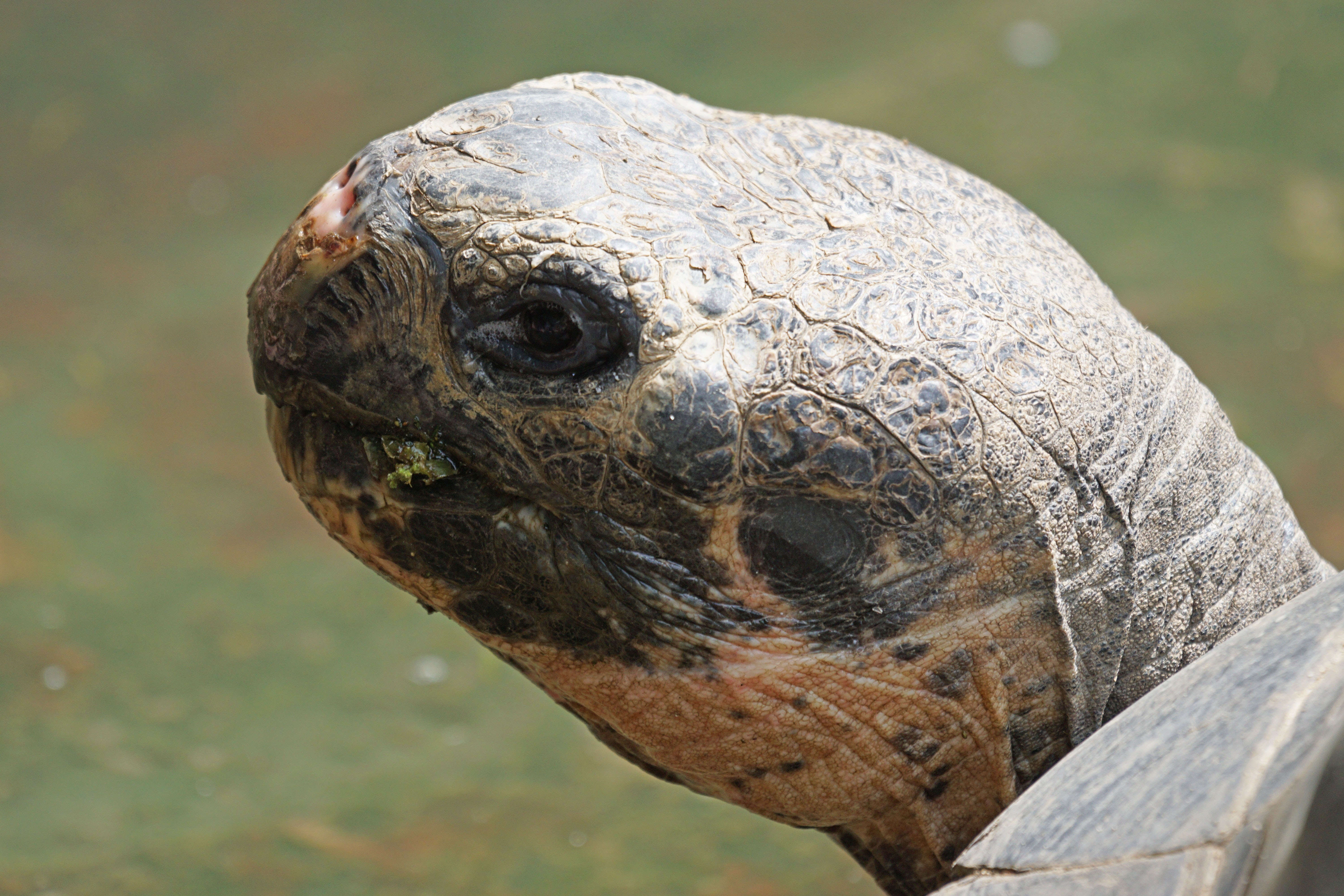 gray tortoise head in macro shot