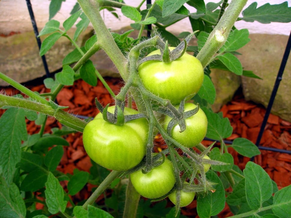 green tomato preview