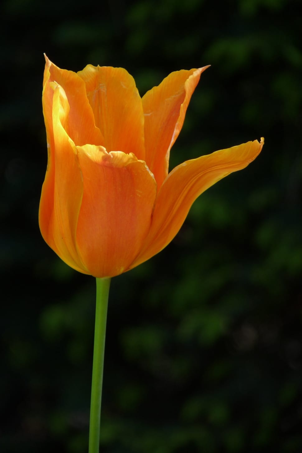 Orange, Spring, Flower, Tulip, Yellow, flower, nature preview