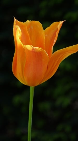 Orange, Spring, Flower, Tulip, Yellow, flower, nature thumbnail