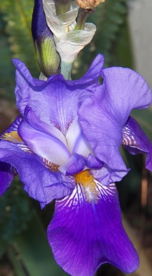 Natural, Floral, Iris, Plant, Flower, flower, purple thumbnail