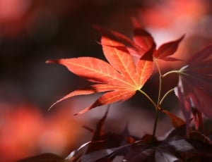 Forest, Nature, Leaves, Autumn, close-up, leaf thumbnail