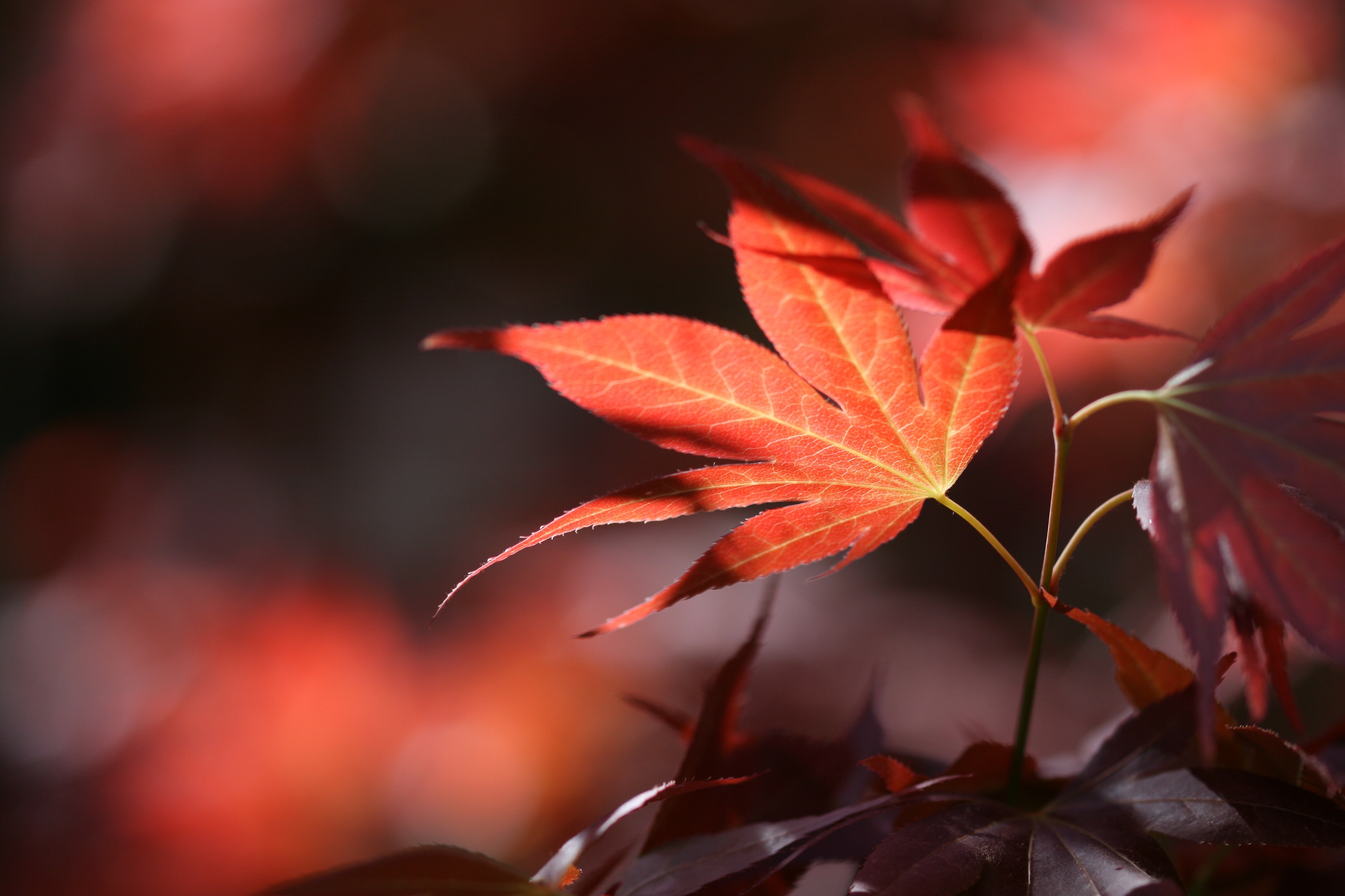 Forest, Nature, Leaves, Autumn, close-up, leaf