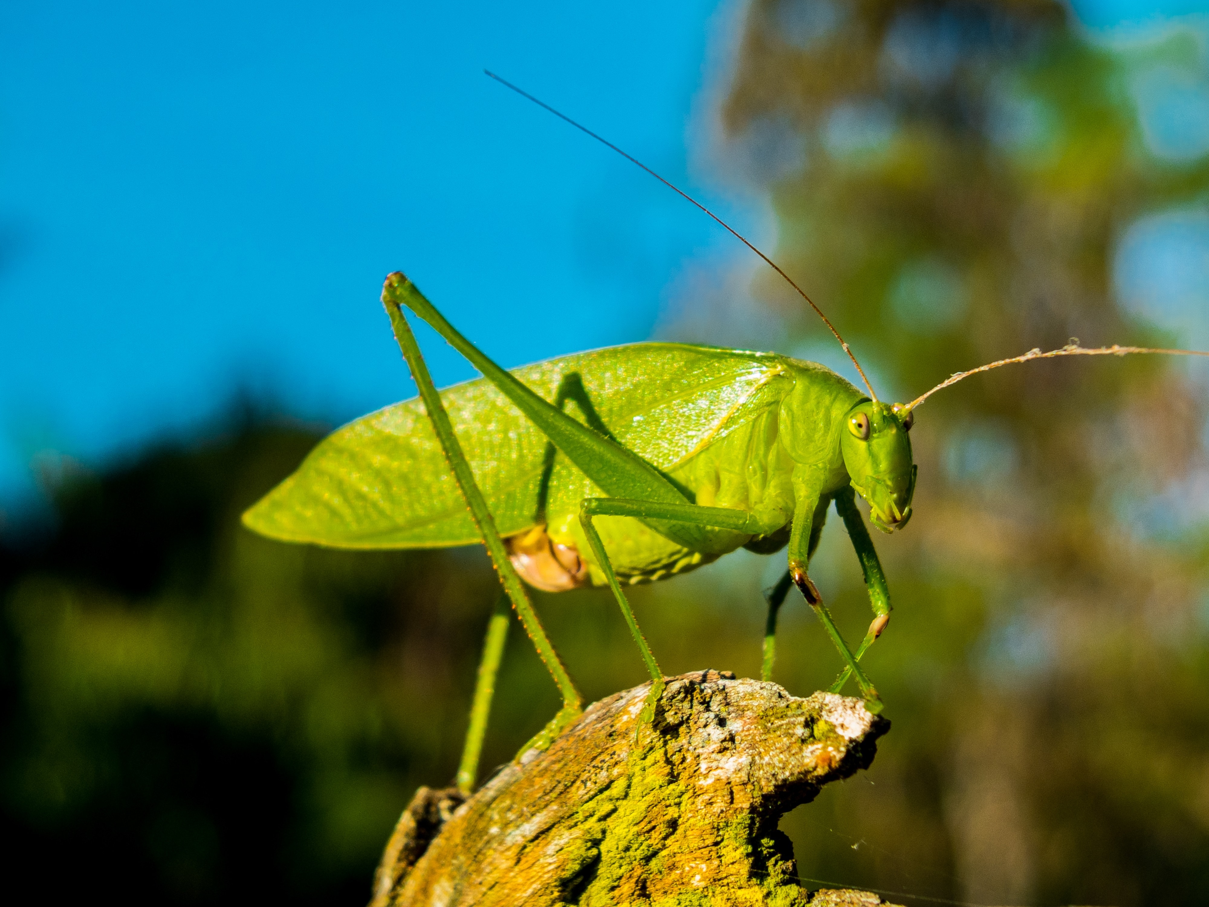 Close, Insect, Grasshopper, Green, insect, focus on foreground