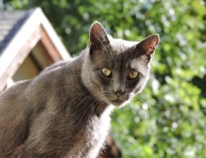 macro shot of gray cat thumbnail