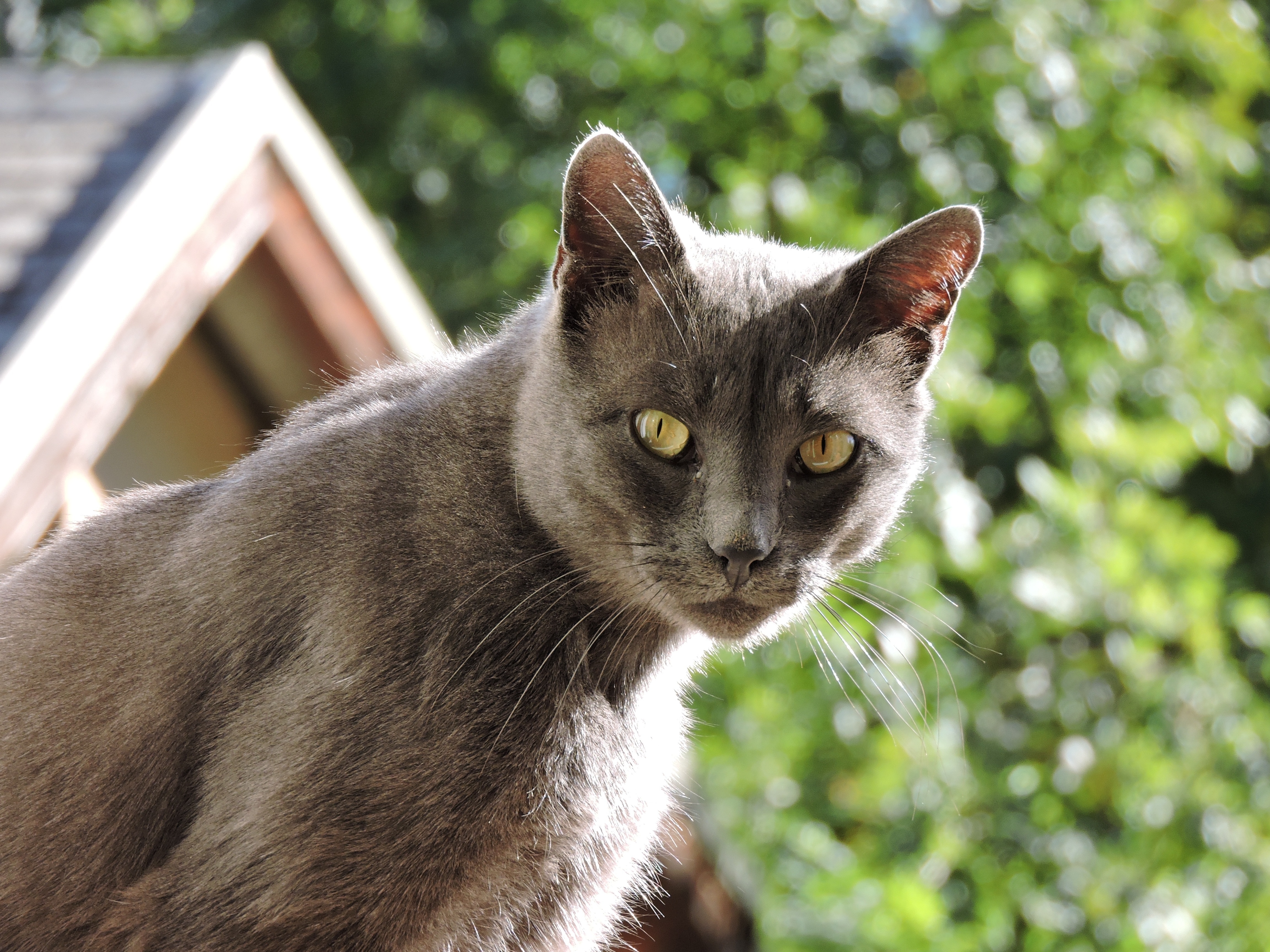 macro shot of gray cat