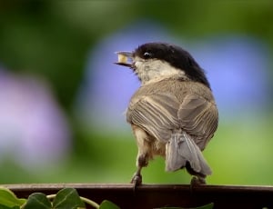 Bird, Young, Animal, Coal Tit, one animal, bird thumbnail
