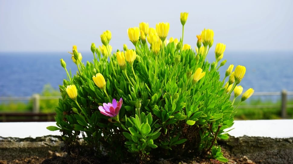 yellow tulip flower preview