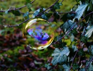 bubble in black and blue leaves thumbnail