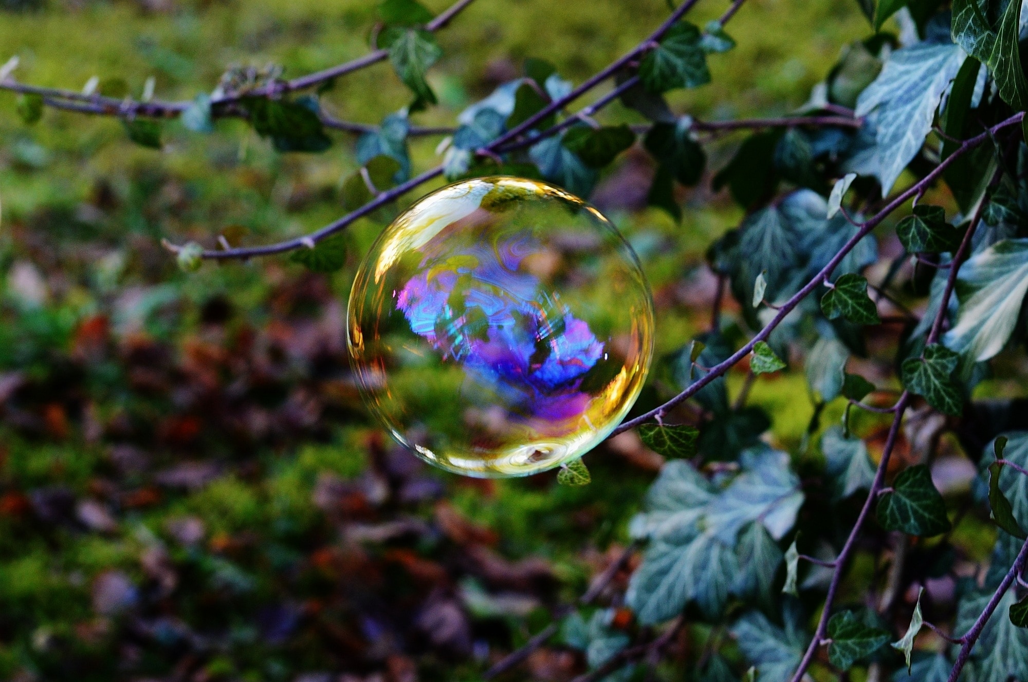 bubble in black and blue leaves