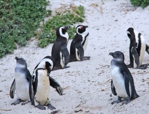 Beautiful, Cuddly, Penguins, Cute, Beach, penguin, animal wildlife thumbnail