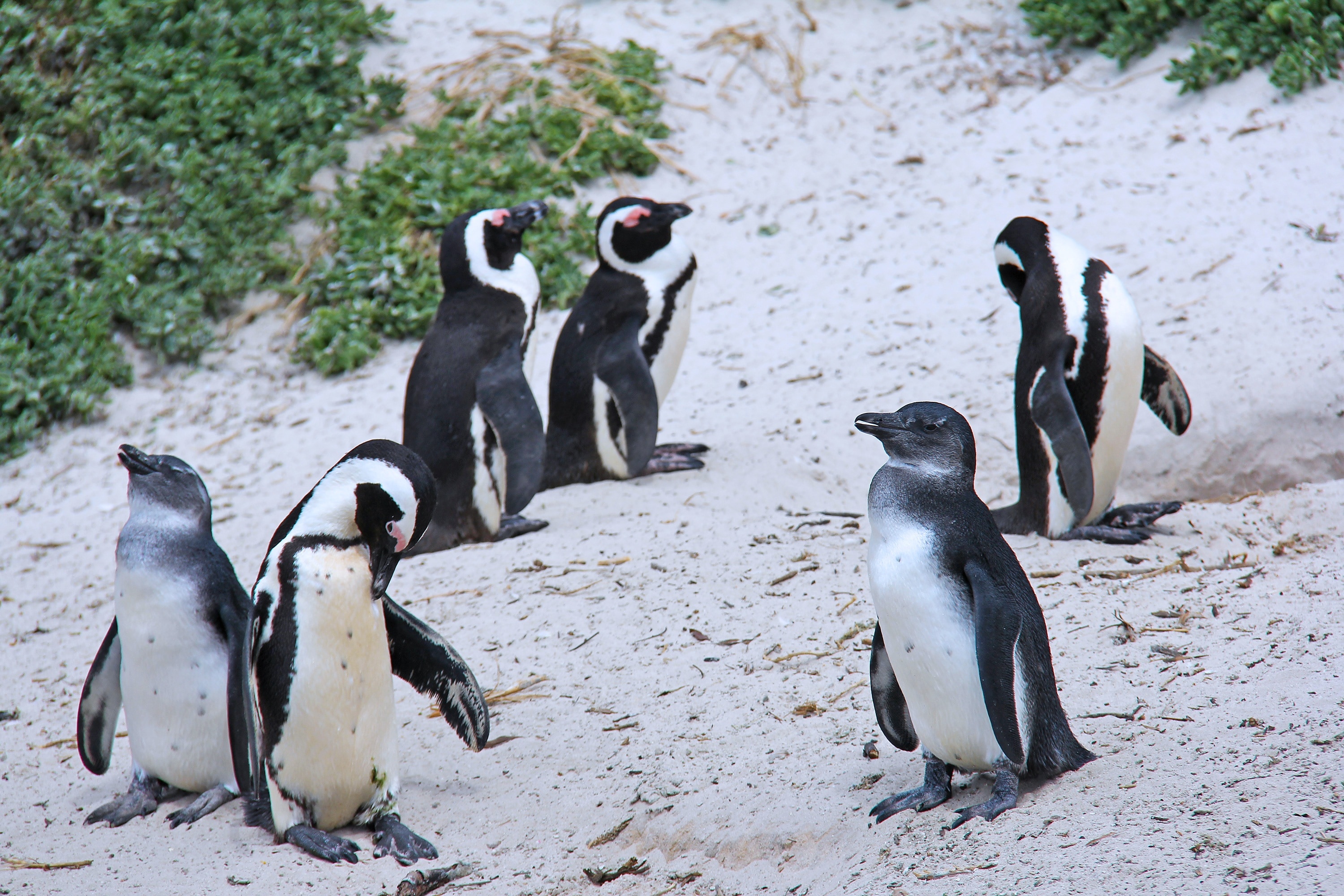 Beautiful, Cuddly, Penguins, Cute, Beach, penguin, animal wildlife