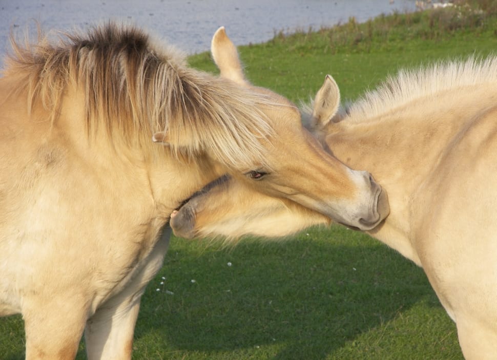 Ijsselstein, Horses, Wild, Netherlands, horse, domestic animals preview