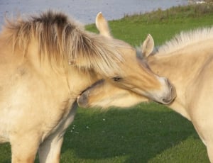 Ijsselstein, Horses, Wild, Netherlands, horse, domestic animals thumbnail