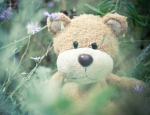 closeup photo of brown and white teddy bear surrounded by green leaf plants thumbnail