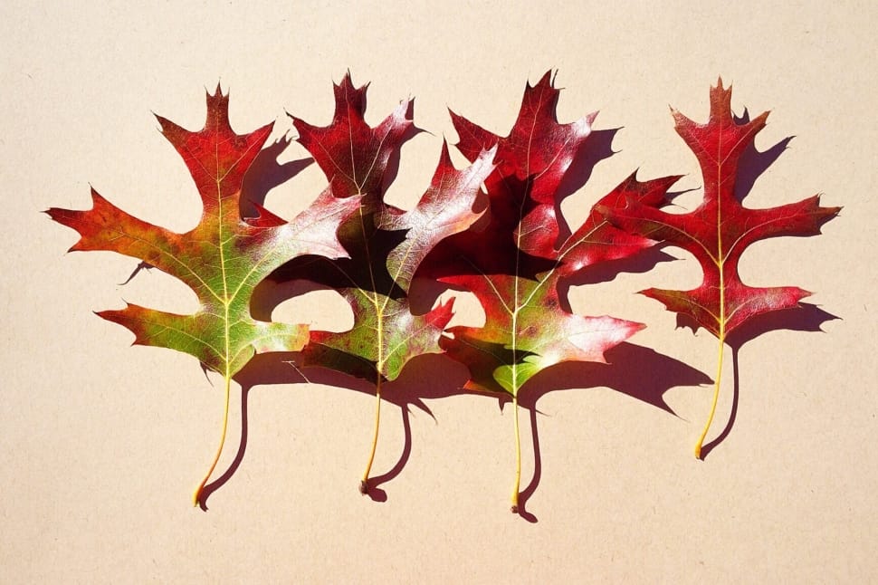 4 maple leaves preview