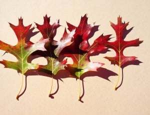 4 maple leaves thumbnail