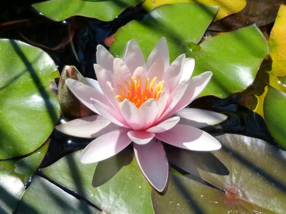 white water lily preview