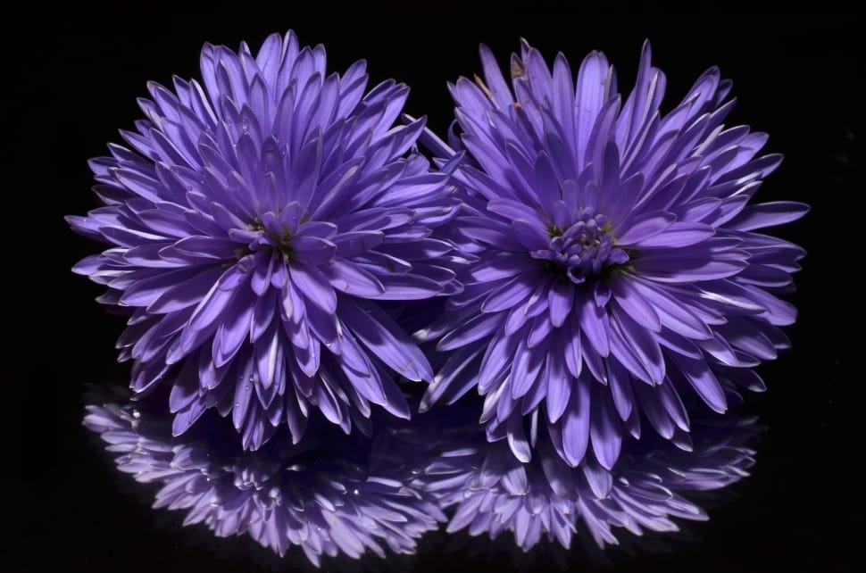 Flower, Purple, Aster, flower, purple preview