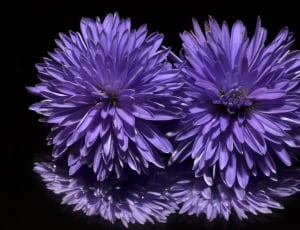 Flower, Purple, Aster, flower, purple thumbnail