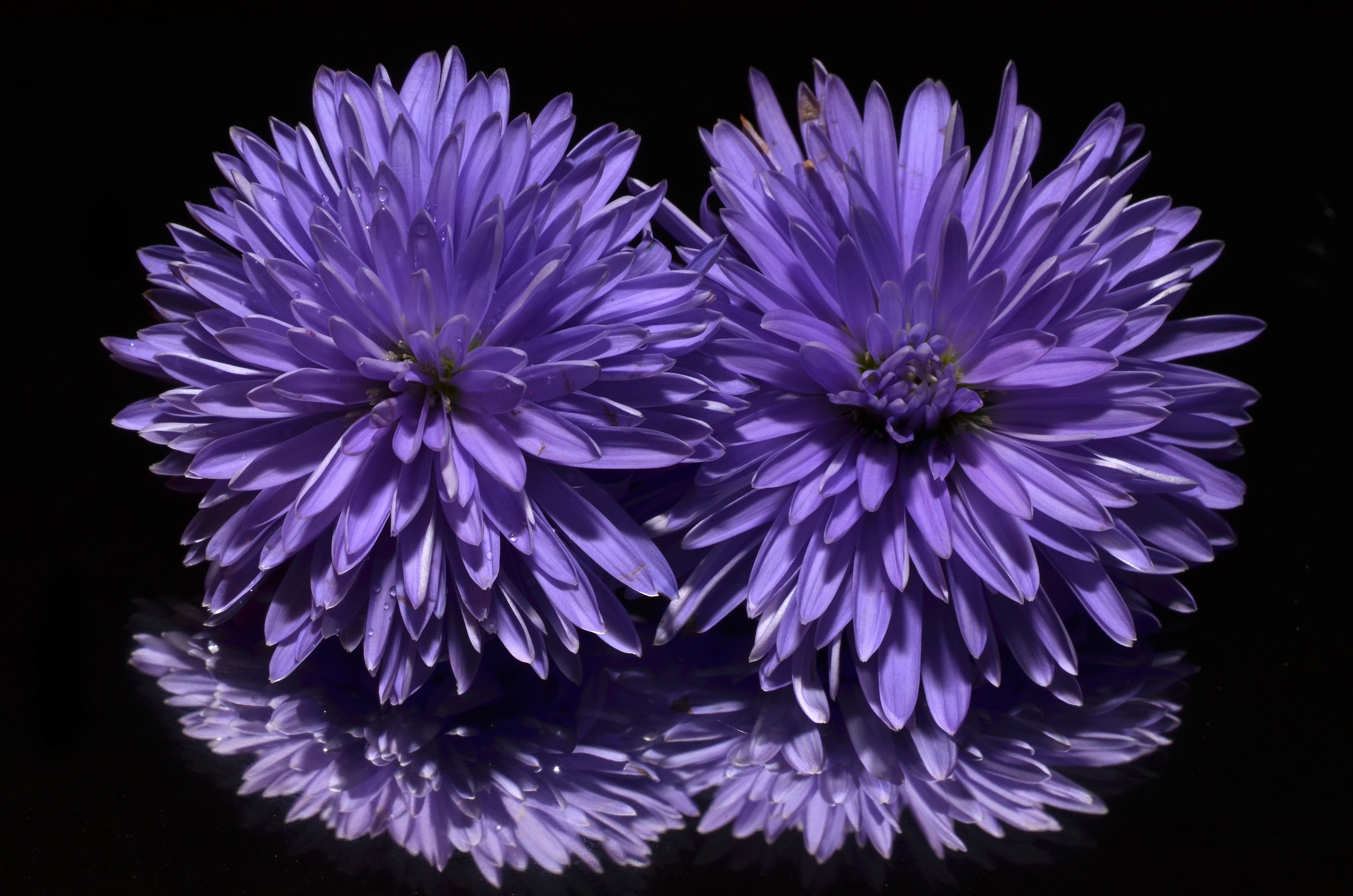 Flower, Purple, Aster, flower, purple