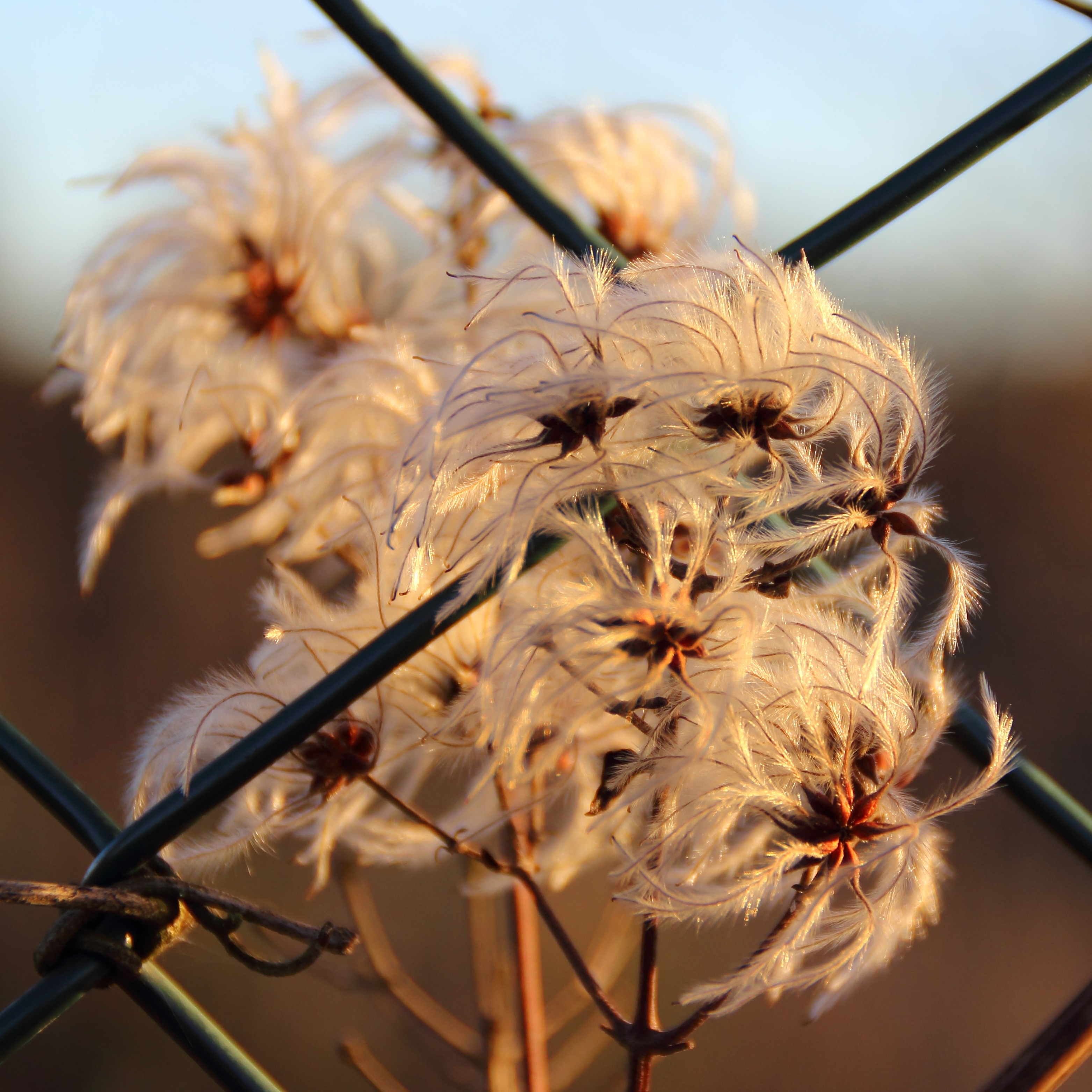 white and brown dandelion during sunset
