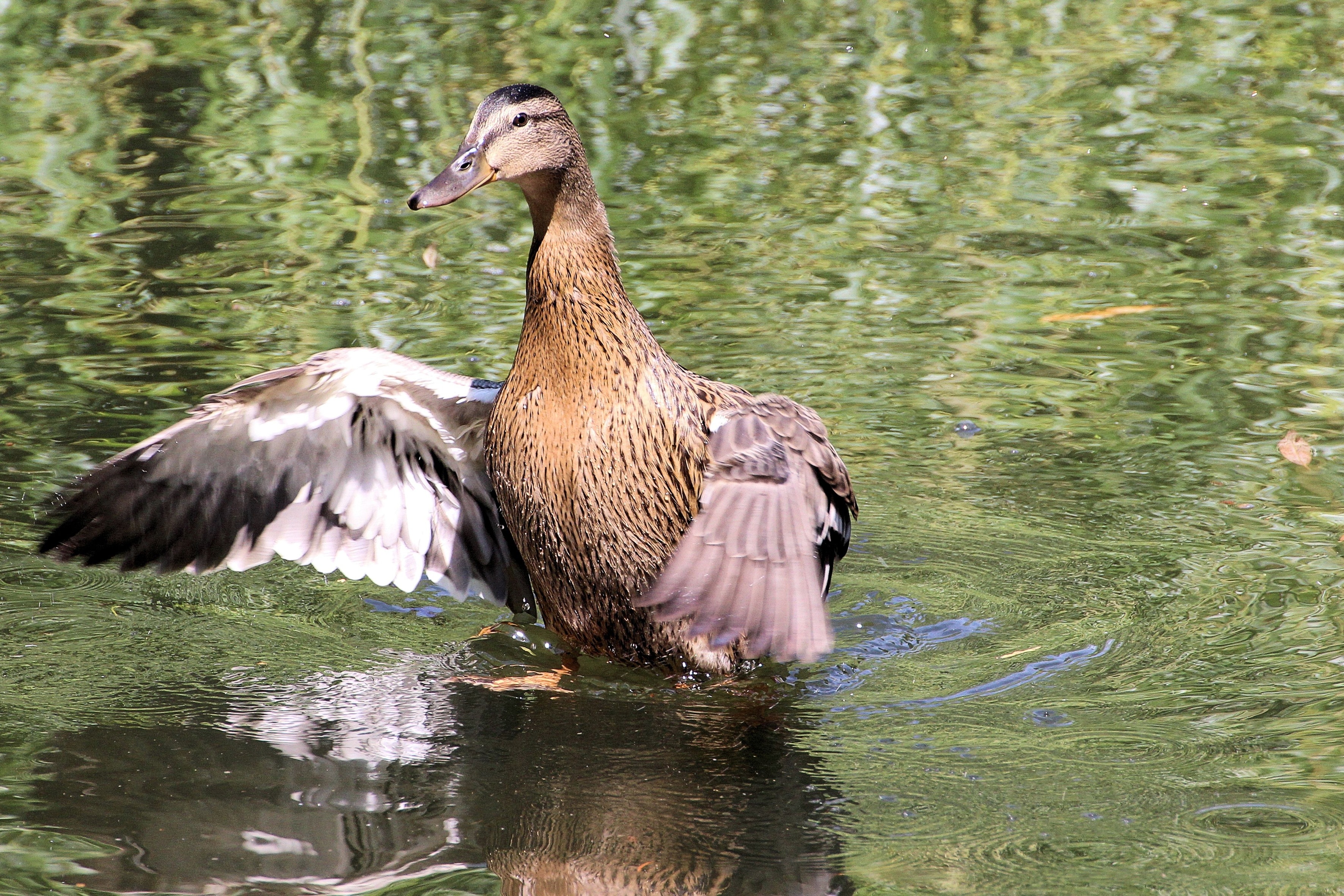 brown mallard duck