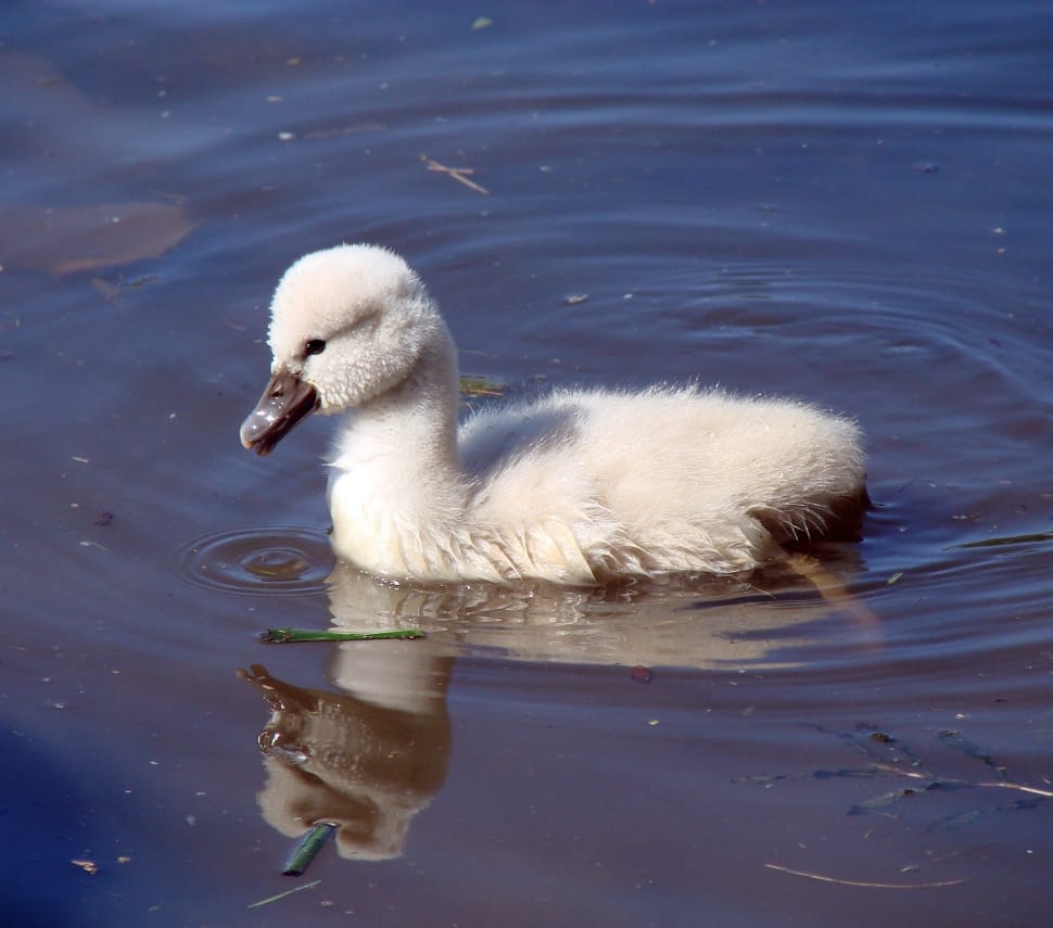 white duckling on body of water preview