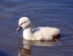 white duckling on body of water thumbnail